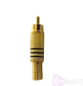 RAC Gold Jack Male